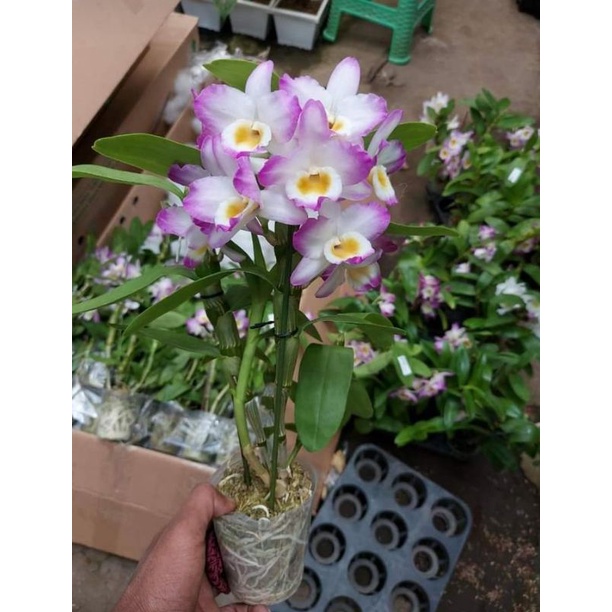anggrek Dendro nobile rimbun varian warna