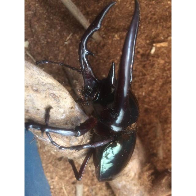 Kumbang tanduk chalcosoma caucasus