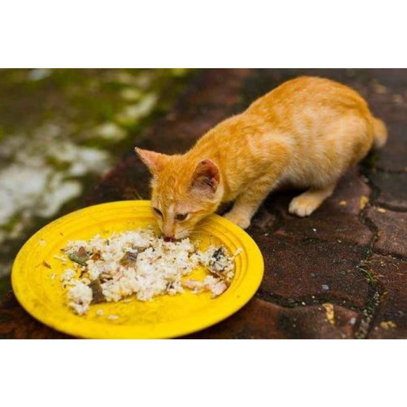 Kasih Makanan Kucing Jalanan Seikhlasnya