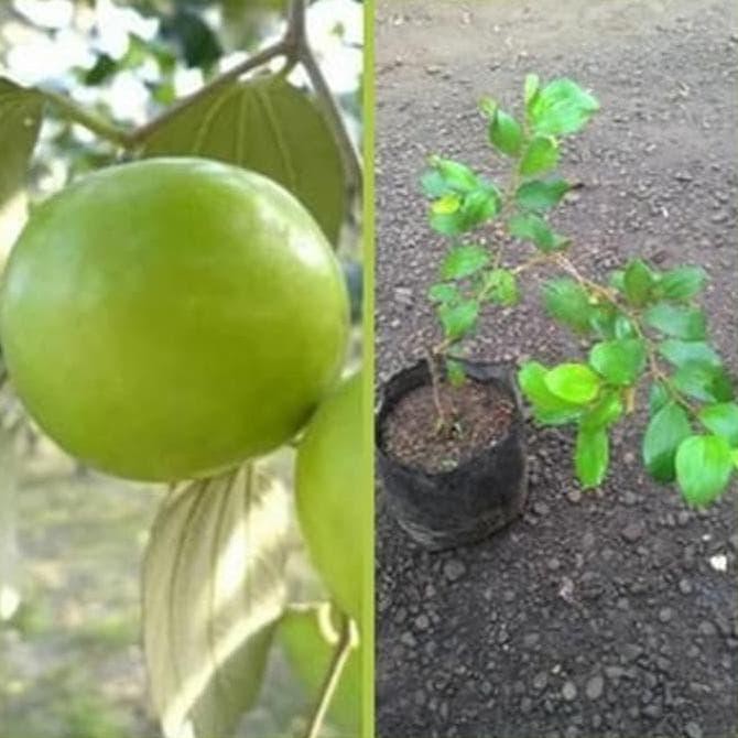 Produk Ready Best Bibit Apel India / Putsa - Tanaman Buah Hidup- Asli