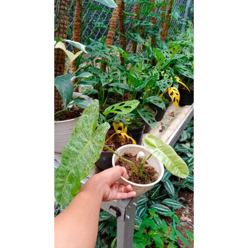 philodendron paraiso verde-paraiso