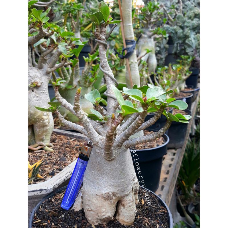 Adenium thaisoco hybrid