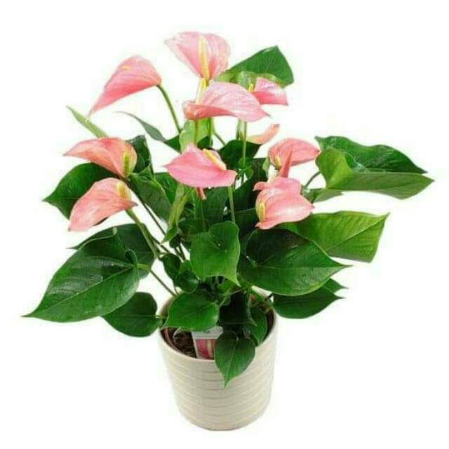 Tanaman Hias Pot Indoor Anthurium Bunga Pink Explosion Tanaman Hias Indoor Di Dalam Ruangan Shopee Indonesia