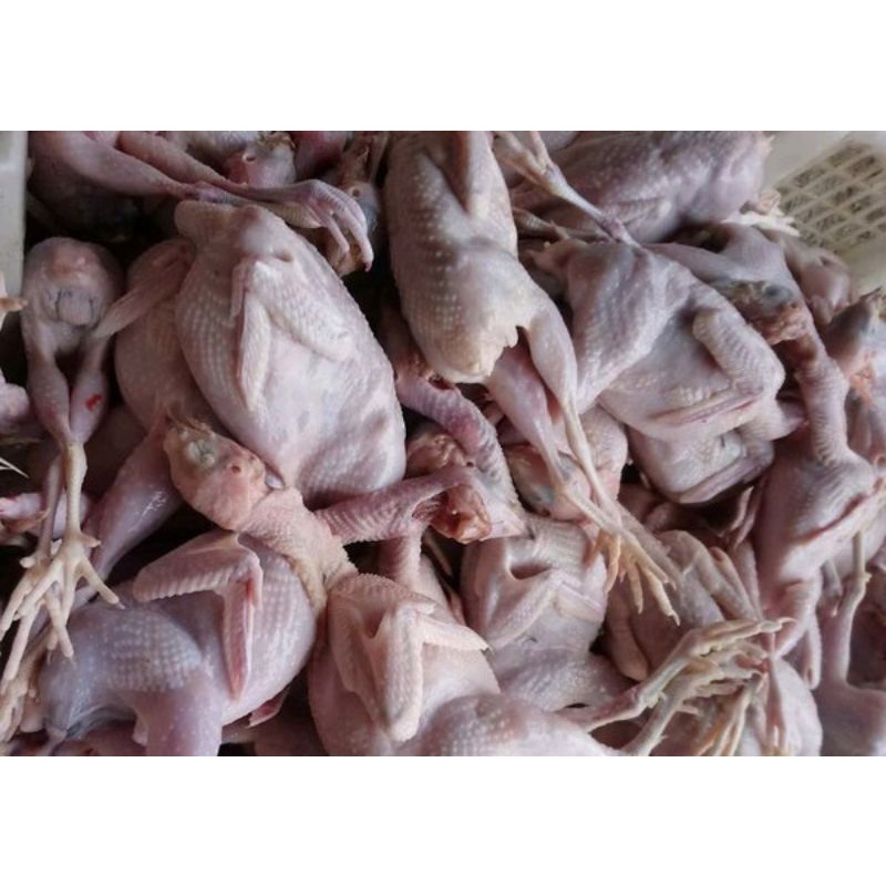 

Ayam pejantan terlaris