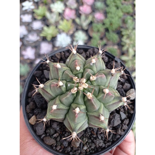 kaktus lb hybrid ownroots cactus