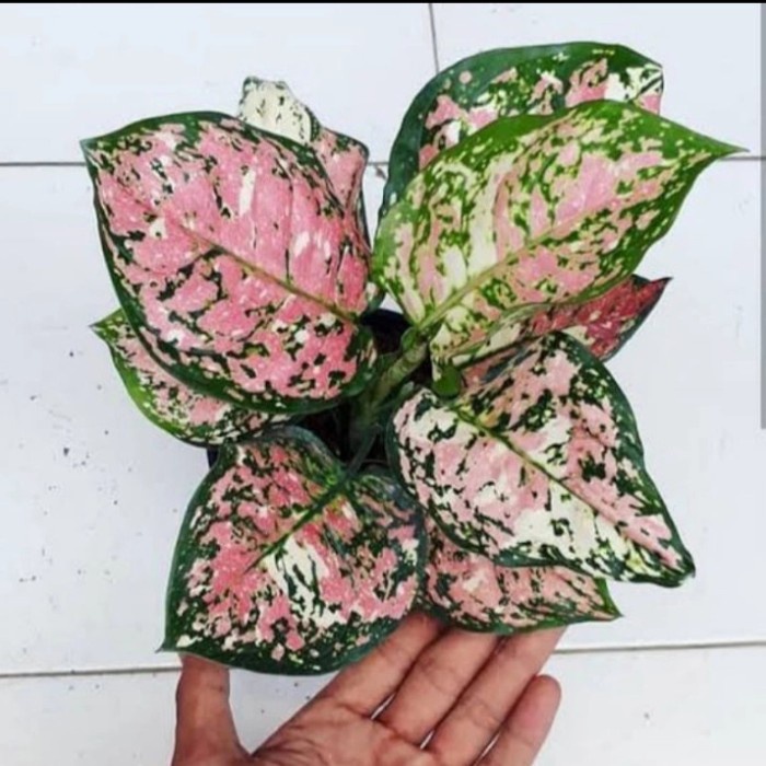 aglonema tri colour anakan