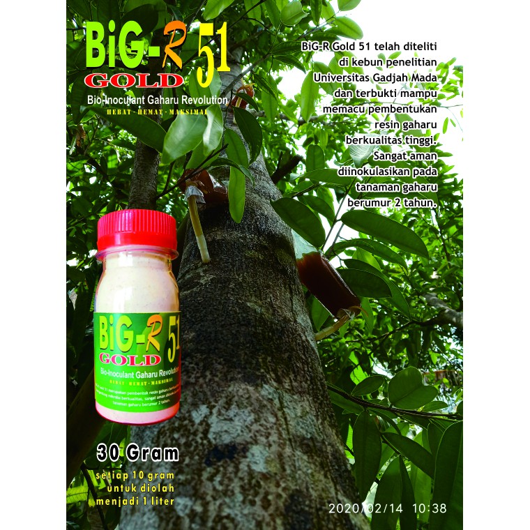BiG-R Gold 30 gram - Inokulan Gubal Gaharu Super - Aquilaria dan Gyrinops spp
