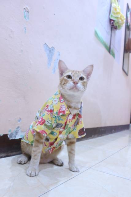 Kemeja kuning motif gambar kucing lucu untuk kucing dan anjing / baju kucing murah size S M L XL