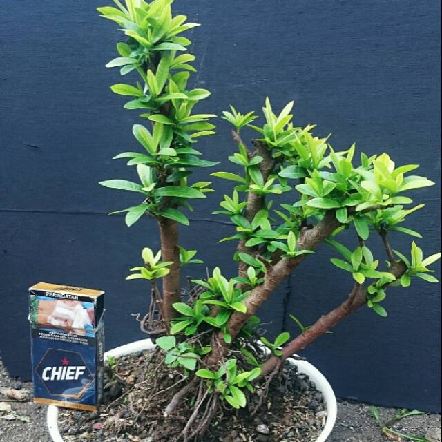  Bonsai  Asoka Cerita Sedih