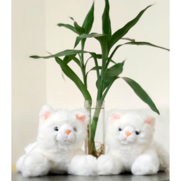 Boneka kucing Anggora