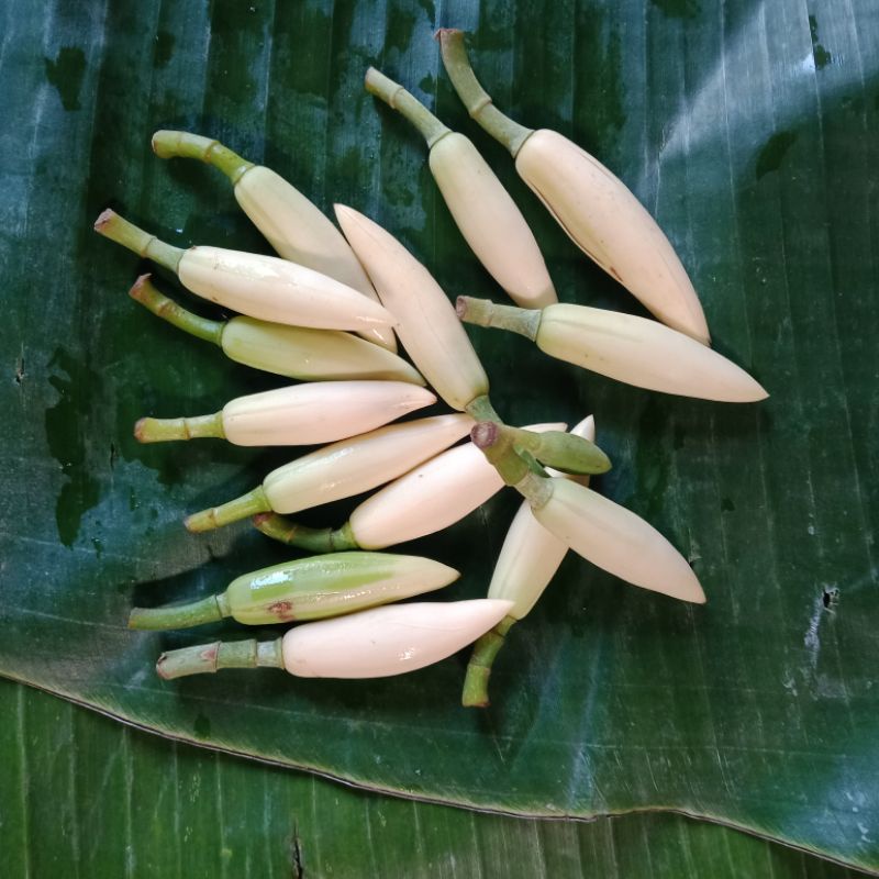 bunga kembang kantil segar