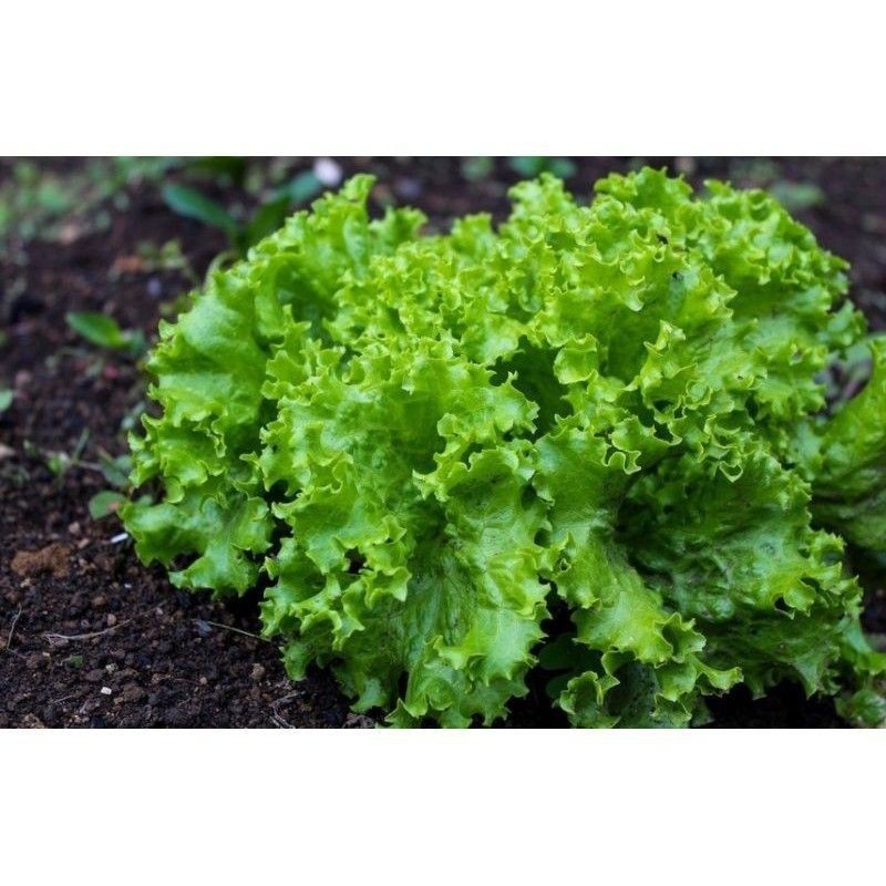 Benih Selada Hijau // Benih Seribuan // Bibit Sayuran // Bibit Selada Hijau.