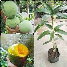 Bibit Mangga Kelapa Jumbo Bibit Buah Mangga Kelapa Cangkok Cepat Berbuah