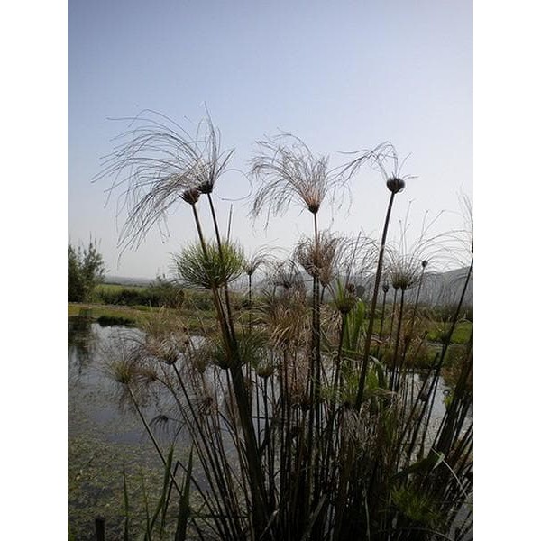 Bibit Tanaman Hias Pohon Giant Papyrus