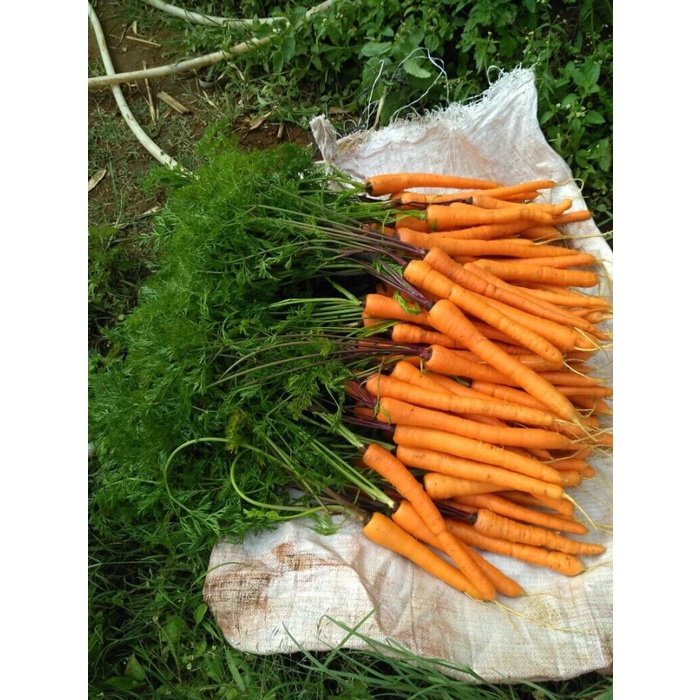 

TRADISIONALMINUMAN- WORTEL ORGANIK -MINUMAN-TRADISIONAL.