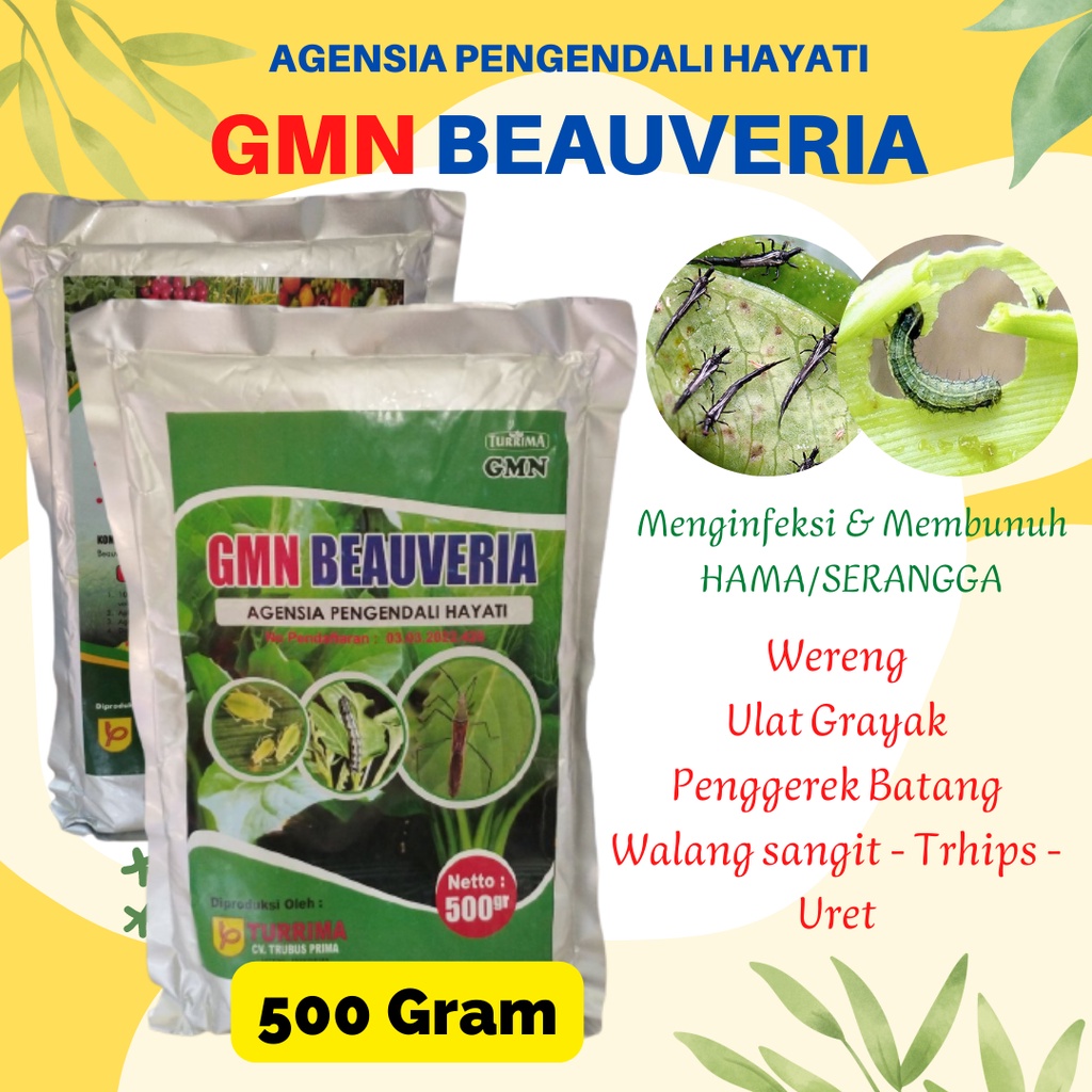 INSEKTISIDA HAYATI beauveria bassiana, Pengendali Hama Petanian Perkebunan, GMN Beauveria Bassiana h