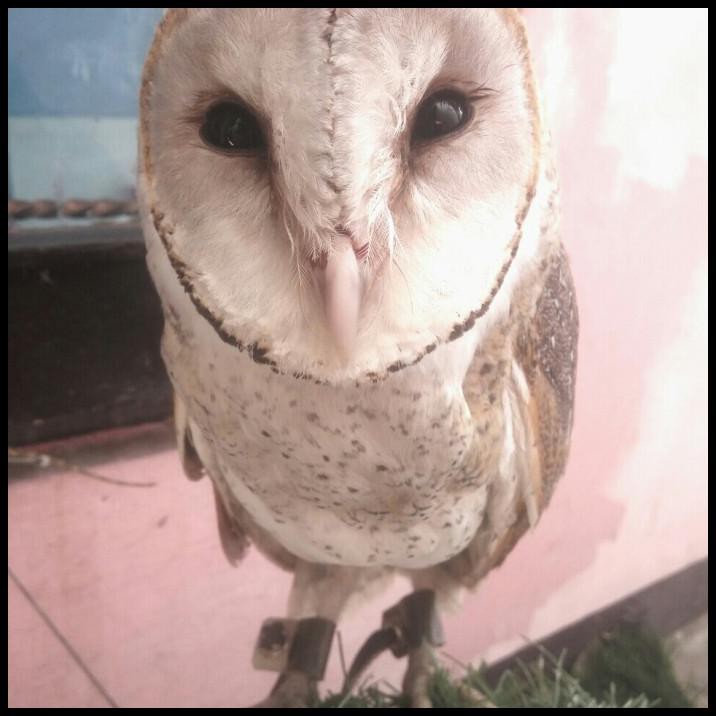 Tyto Alba