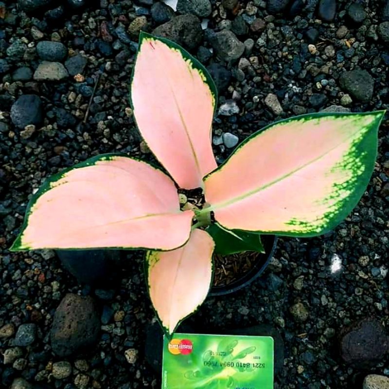 Tanaman hias aglonema kocin paramuai mutasi bunga hias aglaonema kochin paramruay mutasi tissu canti