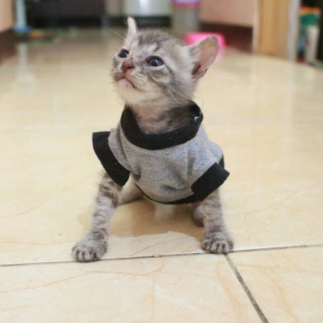 Kaos biasa (oblong) untuk kucing dan anjing /Jual Baju Kucing Terlengkap &amp; Berkualitas size S M L XL