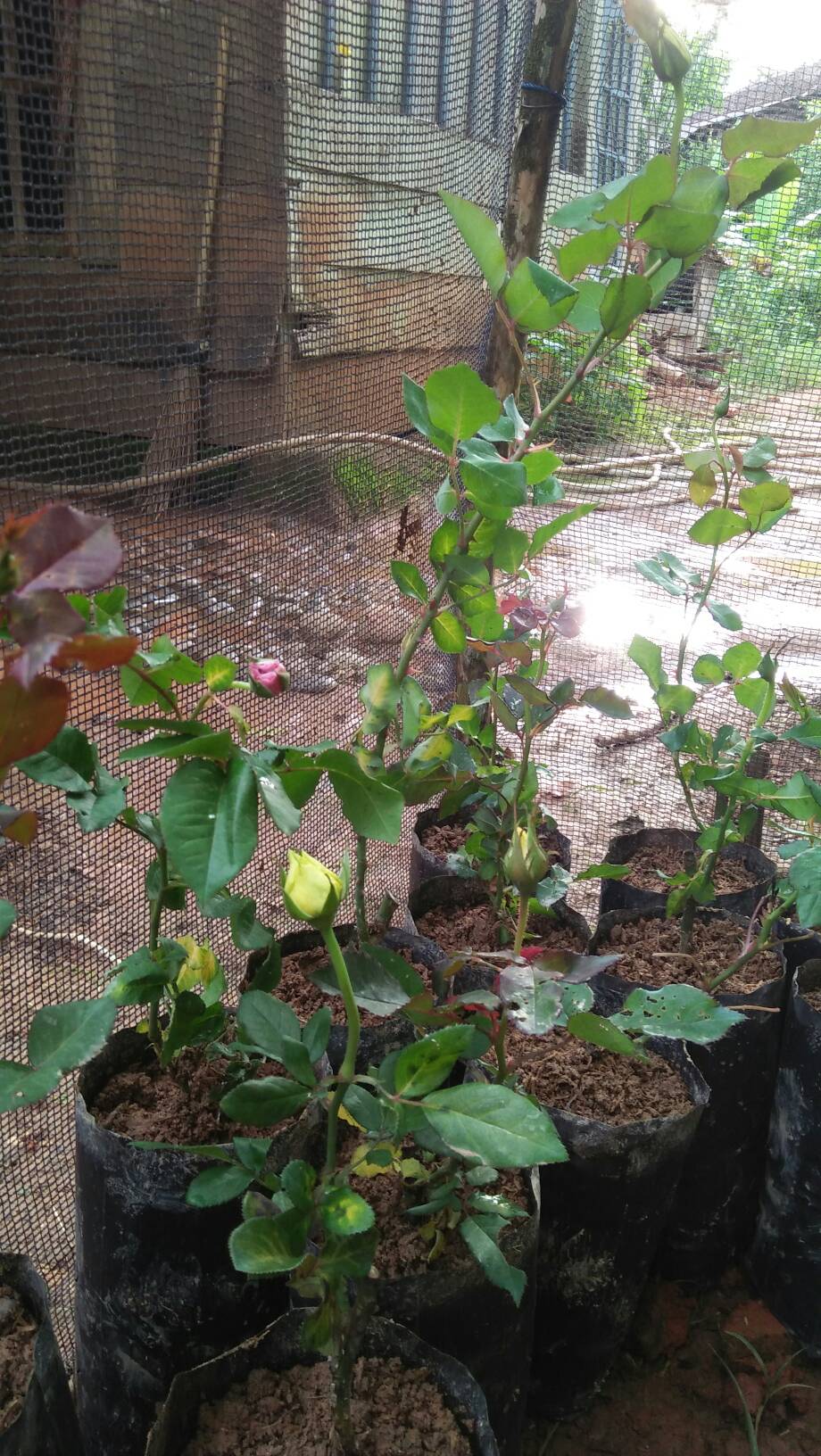 Tanaman Hias Bunga Mawar 20 Pcs - Bunga Mawar - Bibit Tanaman Bunga Mawar Berbunga