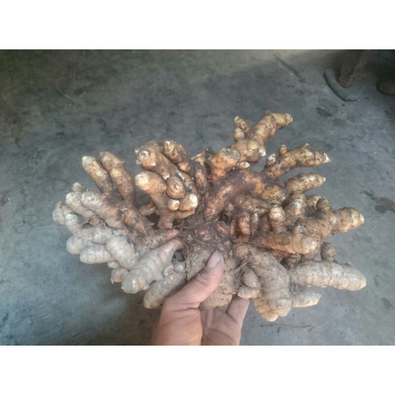 

temu mangga/kunir putih/temu poh/temu glenyeh(CURCUMA MANGGA)