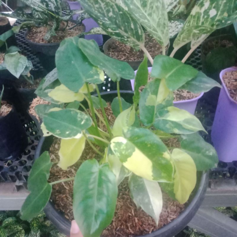 brekele varigata