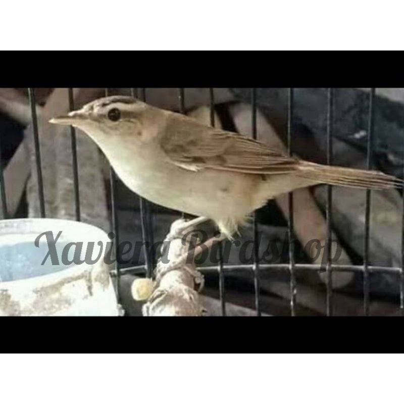 Burung Kerak Basi Alis Hitam / Kerbas