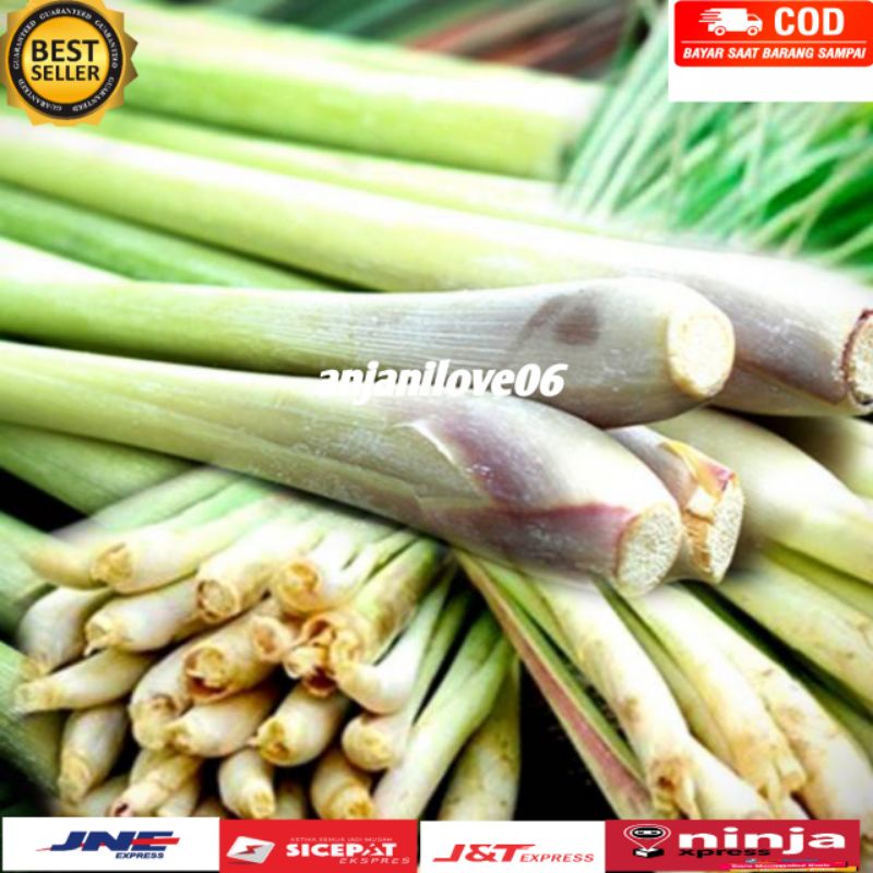 

Batang serai/pohon sereh fres 1 kg