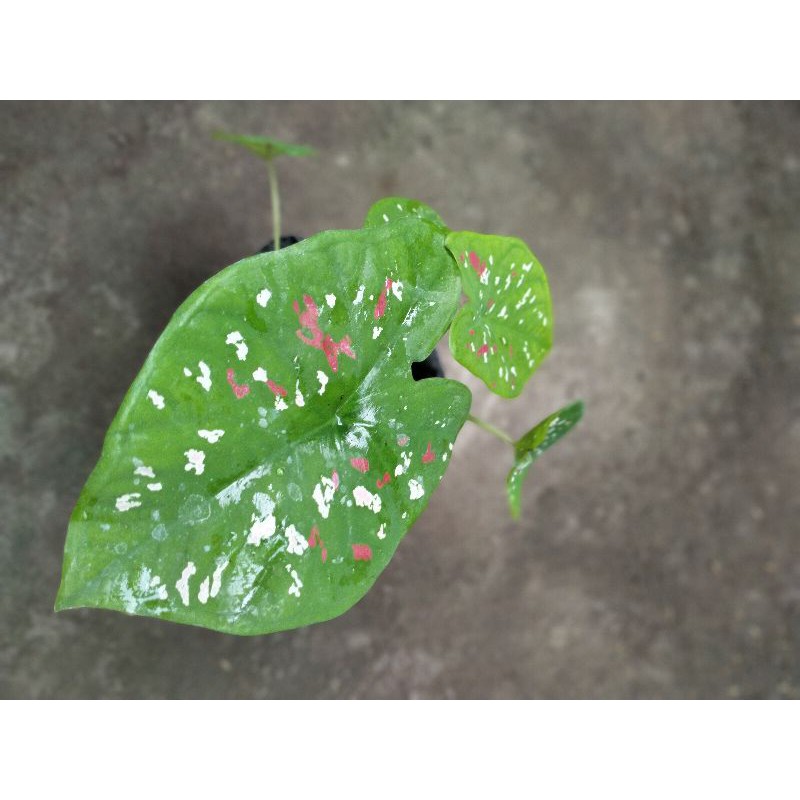 keladi hijau bintik merah putih