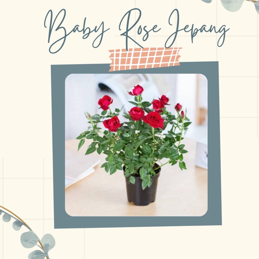 Tanaman Hias Baby Rose Imut Warna Merah Mawar Bunga Baby Rose Merah