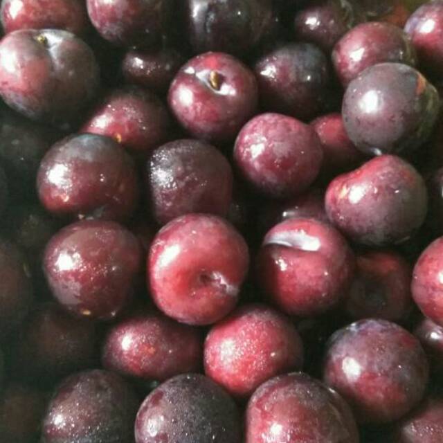 

Buah Plum fresh perkilo
