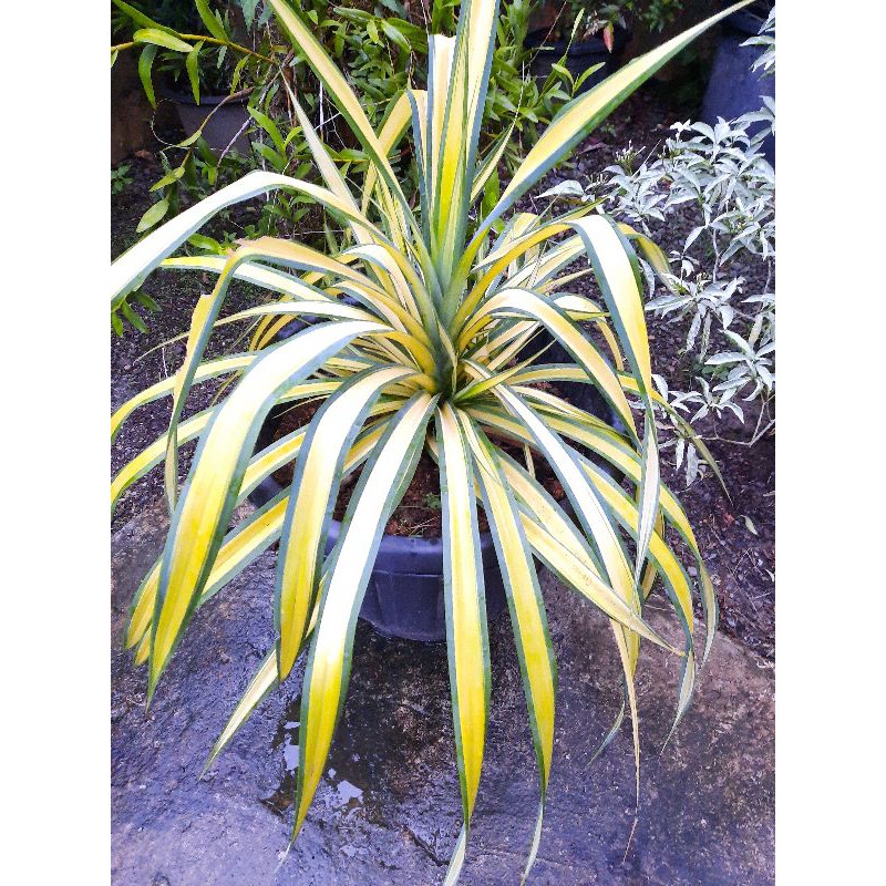 Lili paris jumbo kuning