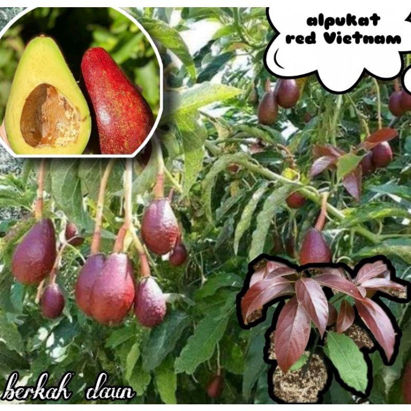 Bibit alpukat impor red vietnam super