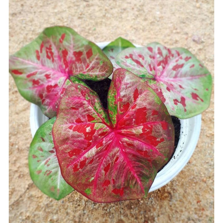 Caladium Thai Hybrid 02 / Tanaman Hias Keladi H02 Thailand series size anakan sudah keluar daun 1-3
