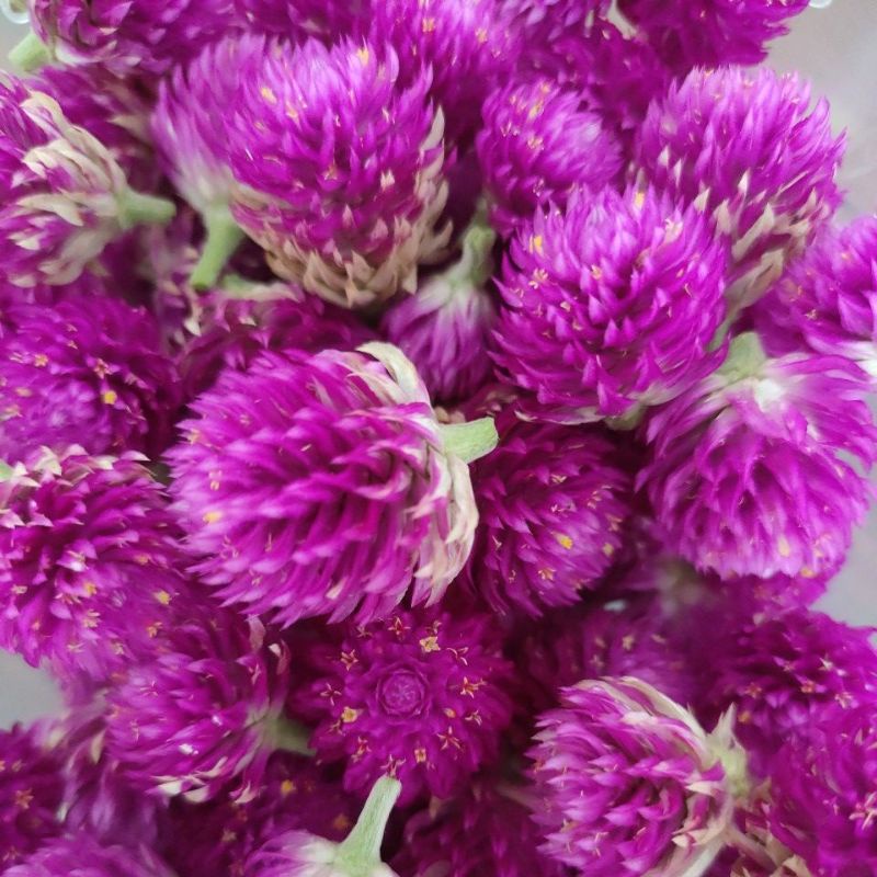 

bunga gomphrena ungu purple kering (bunga kenop / kancing) 10gr