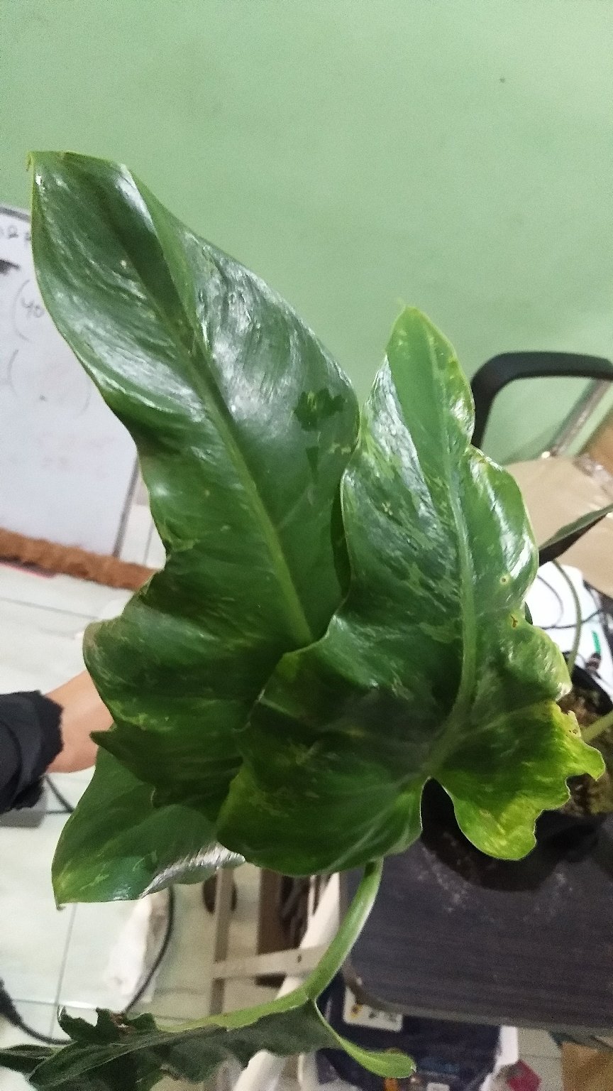 Tanaman Hias Philodendron Dragon Varigata Philo