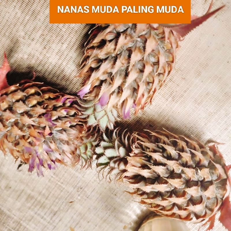 

NANAS MUDA PALING MUDA