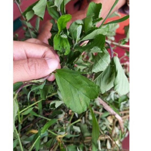 

HERBAL DAUN SIDAGURI 300G