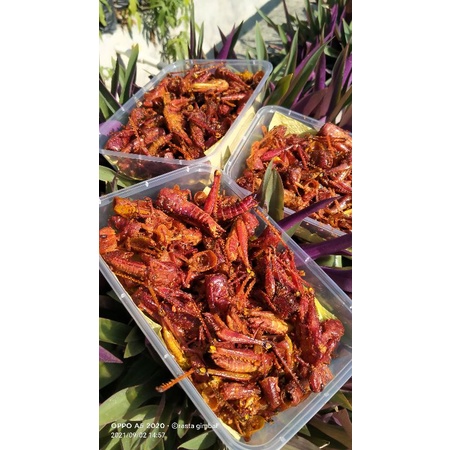 

belalang goreng besar