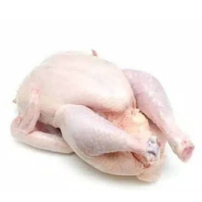 

ayam potong segar