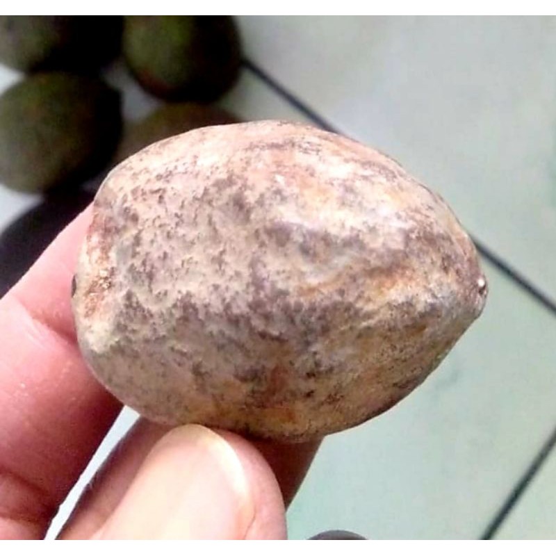 Muncang Adu Jawa Super Tua Jatohan