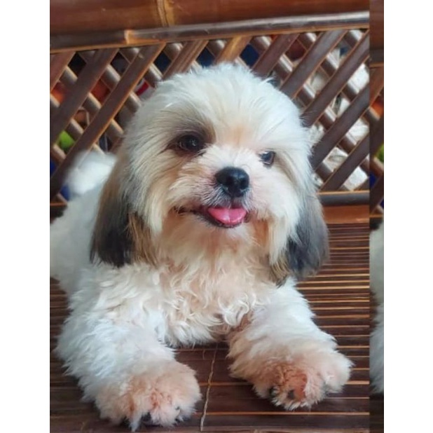 Anjing Mini Shih Tzu Jantan