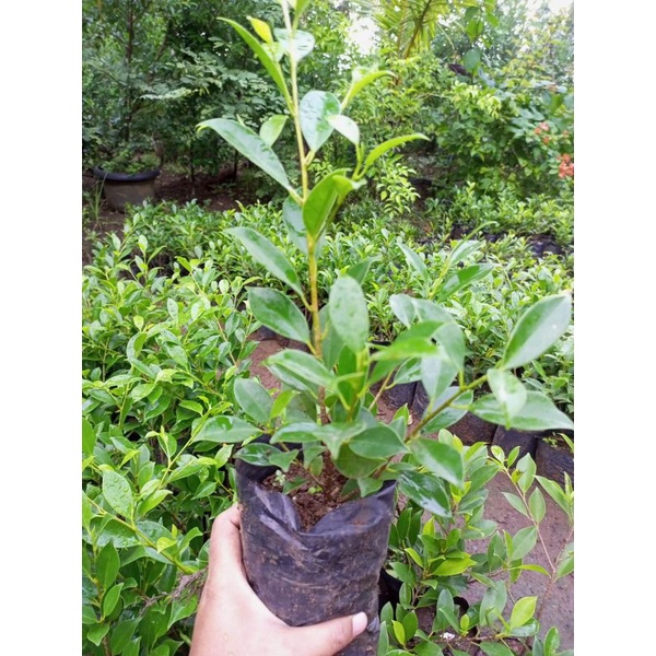 bibit bonsai ficus/ kimeng