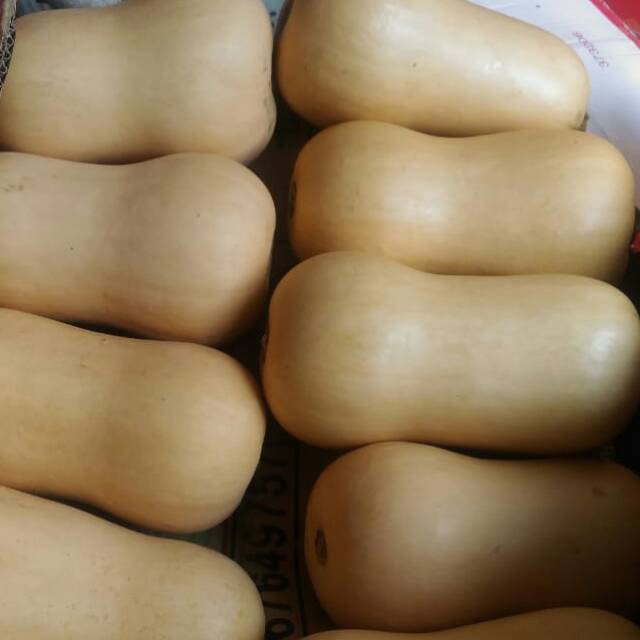

Butternut Pumpkin Sques