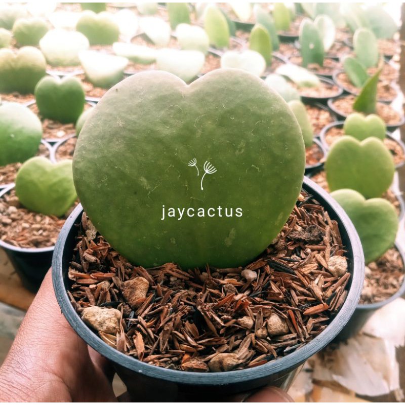 KAKTUS SEKULEN LOVE HOYA