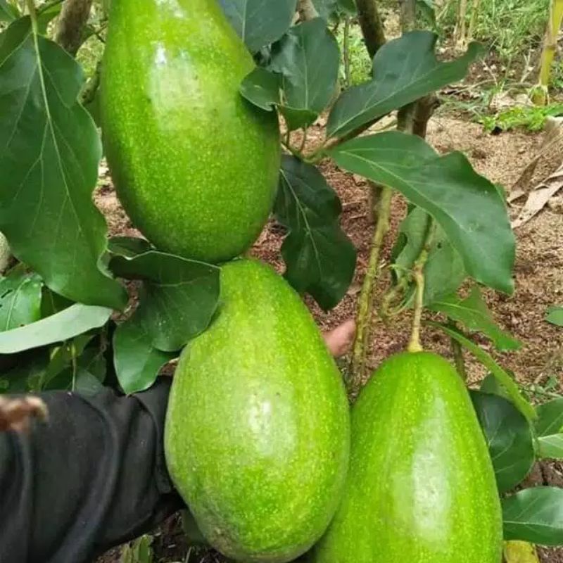 Bibit Alpukat Subang Tabulampot Unggul