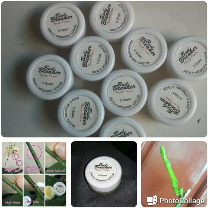 BUD BREAKER 5 GRAM PENUMBUH TUNAS ANGGREK