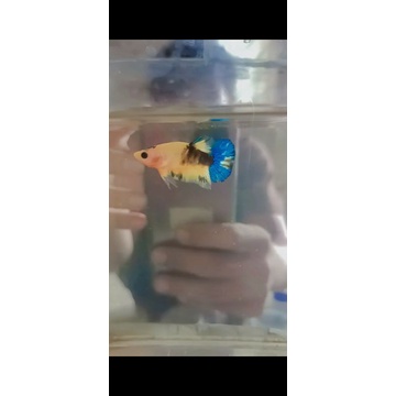 2ekor yellow hellboy