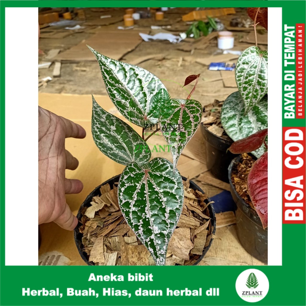 Bibit Sirih Merah Pohon Sirih Merah Bibit Daun Sirih Merah Piper Ornatum Pohon Daun Sirih Merah