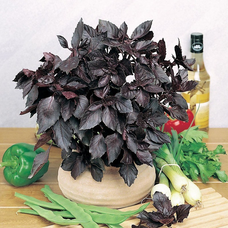 Benih Bibit Biji - Basil Red Leaved Burgundy Herb Seeds - IMPORT